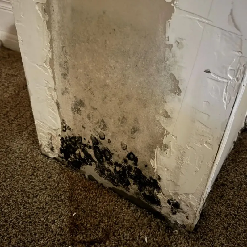 Professional Mold Removal in Cherokee, OK